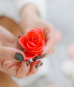 Coffret Luxe – 12 Roses de Bain Parfumées