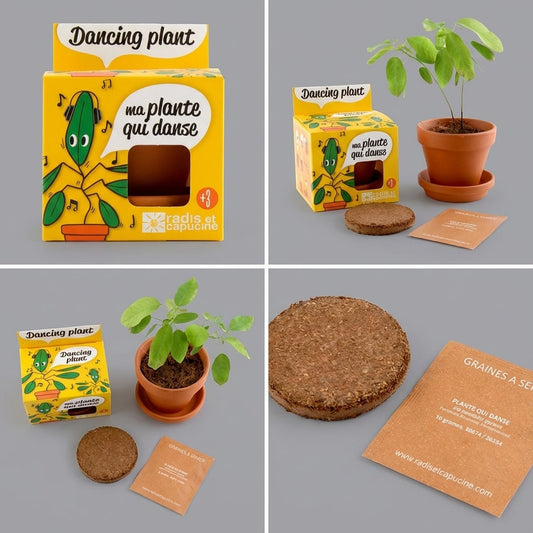 Kit plante qui danse radis et capucine vu de face
