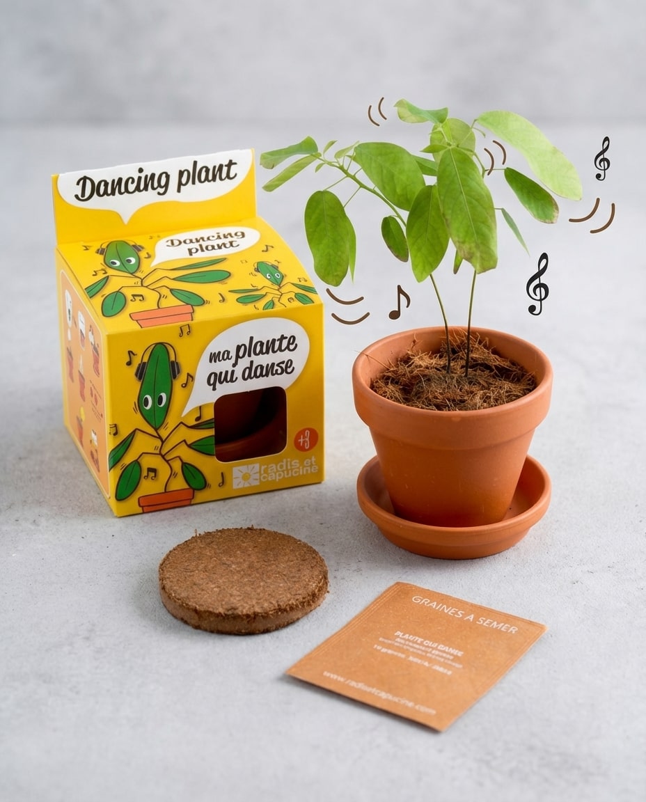 Pot en terre cuite avec plante qui danse et kit de jardinage enfant